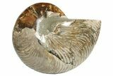 Polished Fossil Nautilus (Cymatoceras) - Madagascar #197178-1